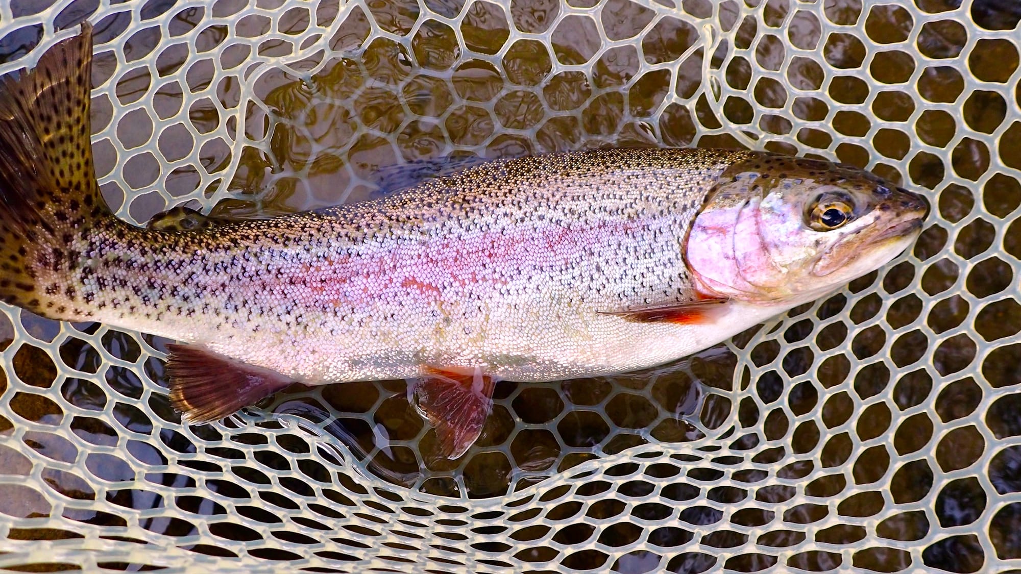 A redside rainbow trout in the bottom of a fishing net