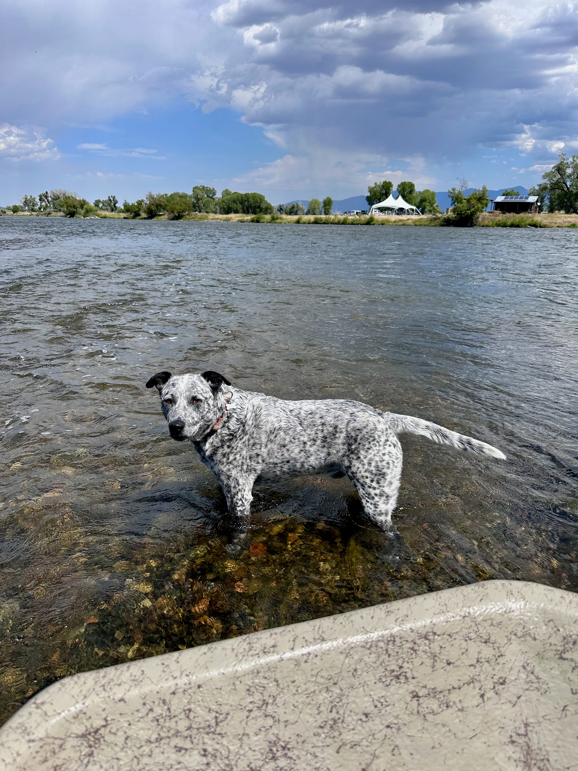 A dog stands in the Madison river.