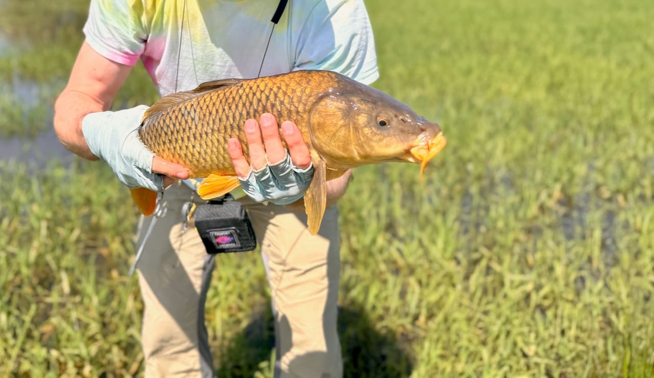 Angler holding golden carp with orange fins in shallow water grassy area