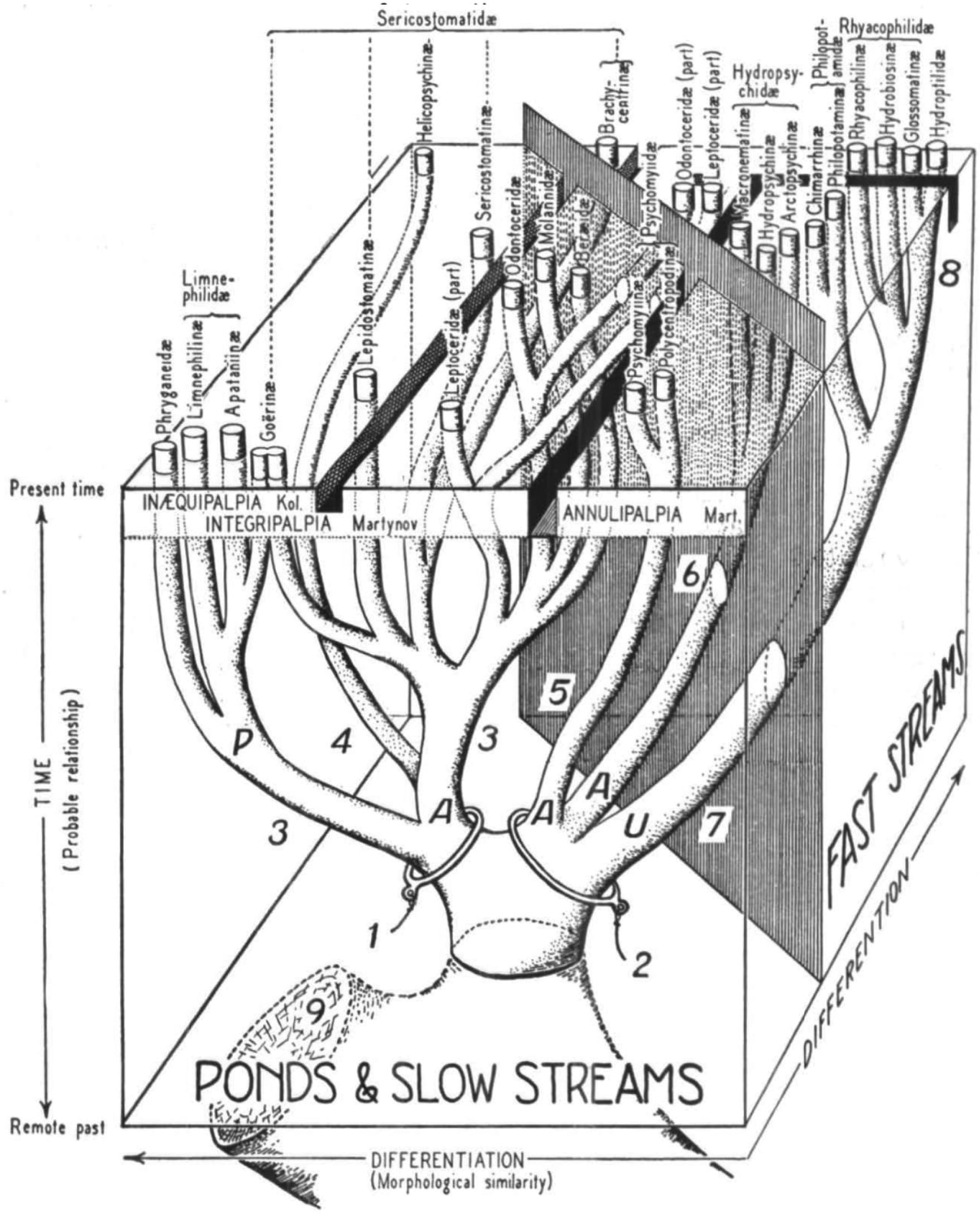 Black and white phylogenetic tree diagram of caddisfly evolution from ponds and slow streams, showing differentiation and stratification across major taxonomic groups