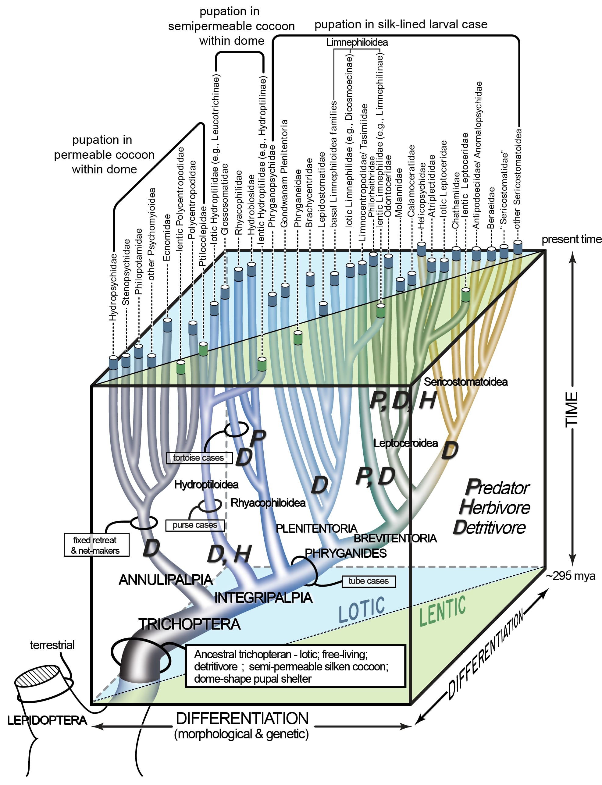 3D evolutionary diagram showing caddisfly diversification over time, from ancestral Trichoptera through case-building strategies to modern families with varied pupation methods