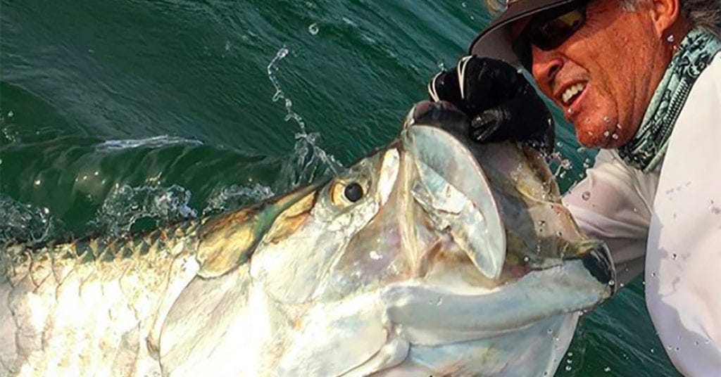 An angler boats a gigantic tarpon, holding its mouth, which seems so big it could fit his head, open with a gloved hand.