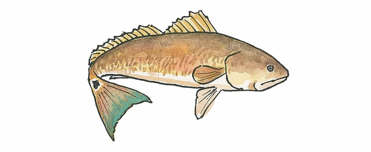 Watercolor illustration of a redfish in profile, showing its coppery body, spotted tail, and dorsal fin.