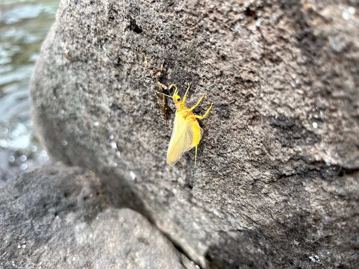 Nirvana on the Deschutes: The salmonfly hatch with no hookups