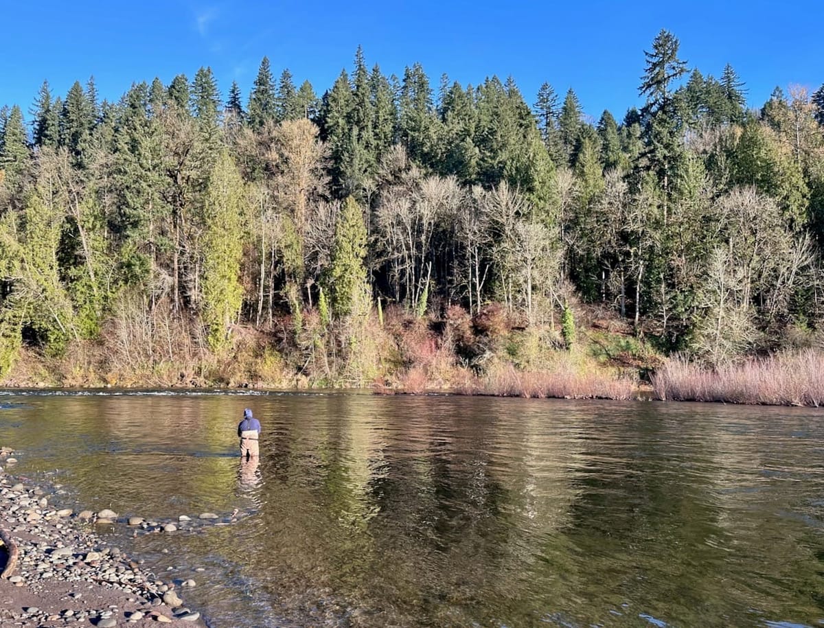 Fly fisher wading in a river beneath clear blue skies and a forested hillside with evergreens and bare deciduous trees in autumn colors.