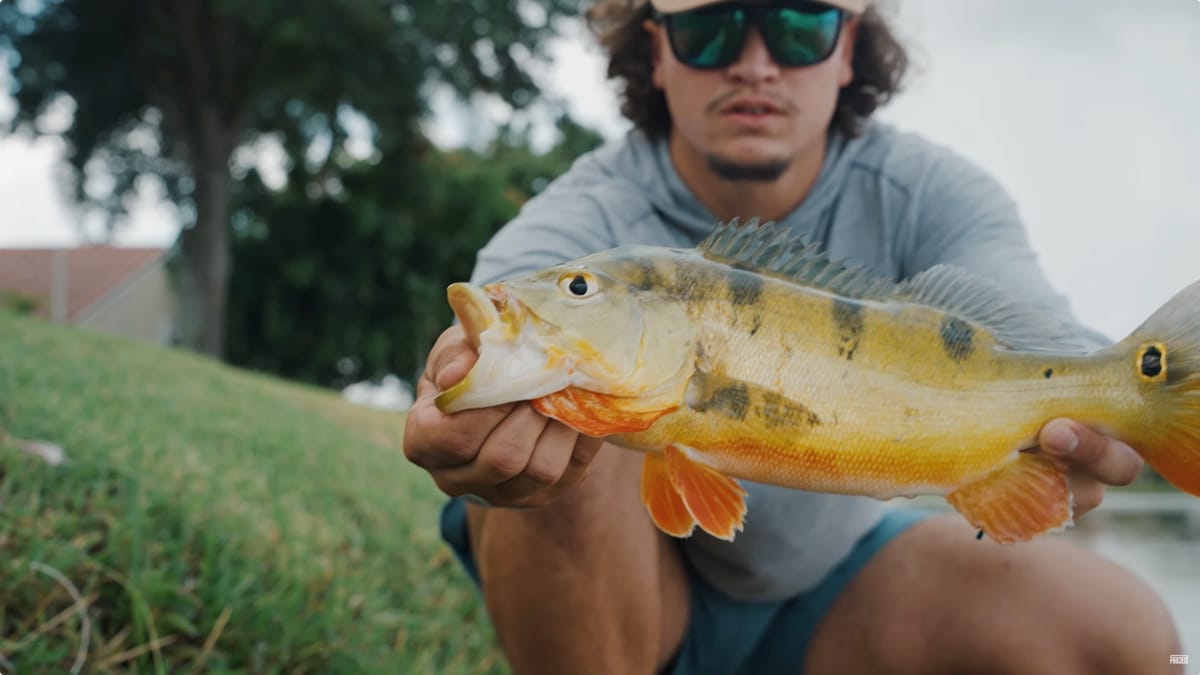 HOA Karens gatekeep eight-pound peacock bass