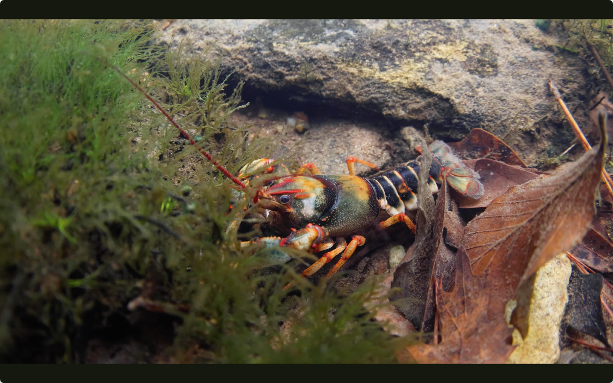 Cambarus scotti crayfish on stream bottom with orange claws and banded body pattern among rocks and leaves