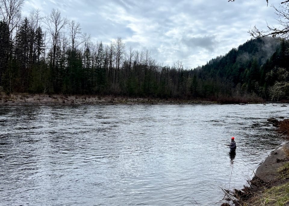 A man in an orange hat swings flies in a Pacific Northwest river
