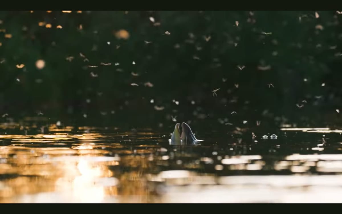 Film still of a a brown trout nosing up above the surface of a river in golden light to take an emerging Brown Drake mayflay, amidst a hatch of thousands of insects