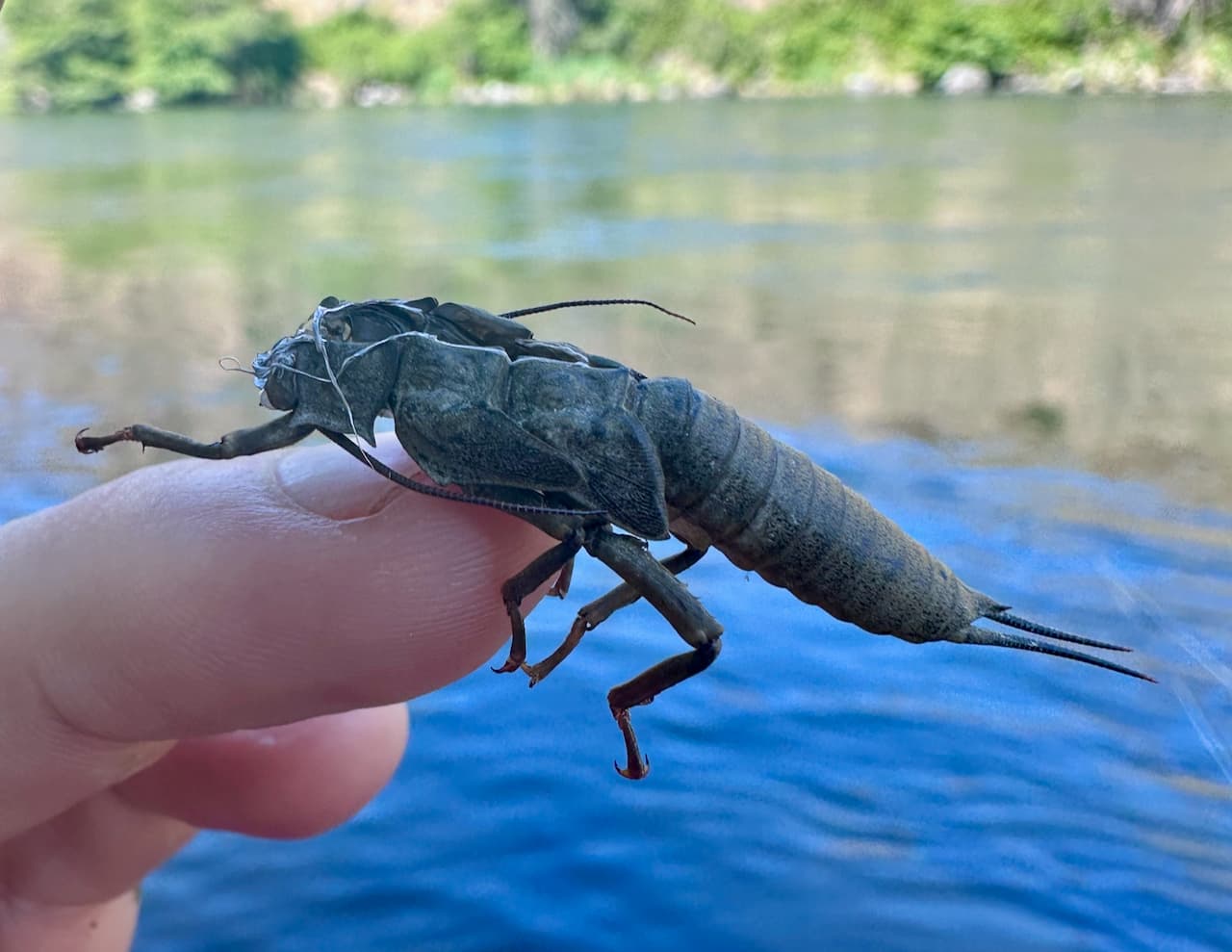 A large stonefly shuck held between two fingers, with the blue Deschutes River visible in the background.
