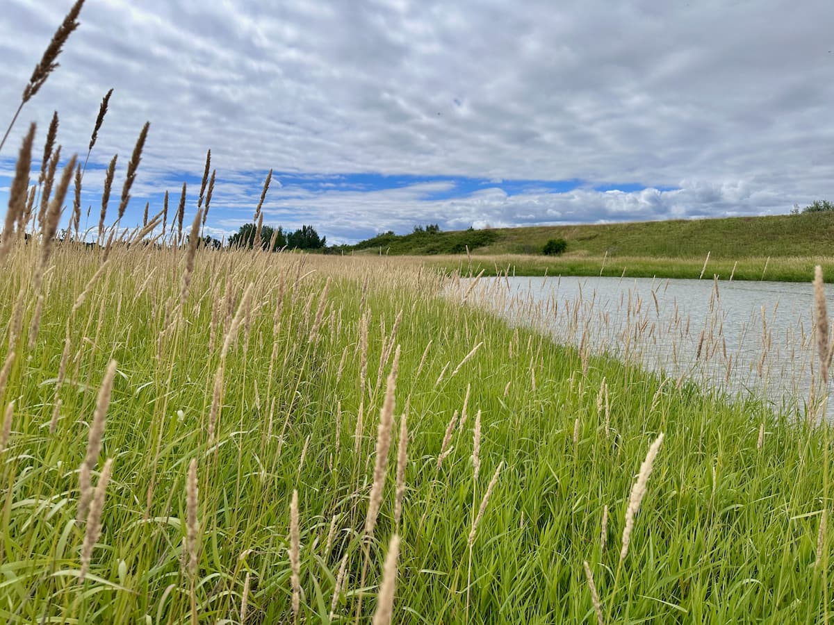 Grassy pond edge with tall seed heads swaying in front, calm water curving through green hills under a partly cloudy sky.