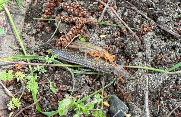Signs of summer: Salmonflies are on!