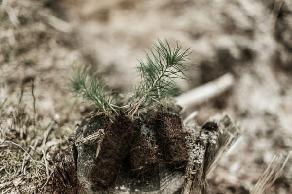 Pillar 5: Conservation