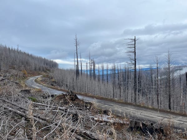 Forest fires and fly fishing