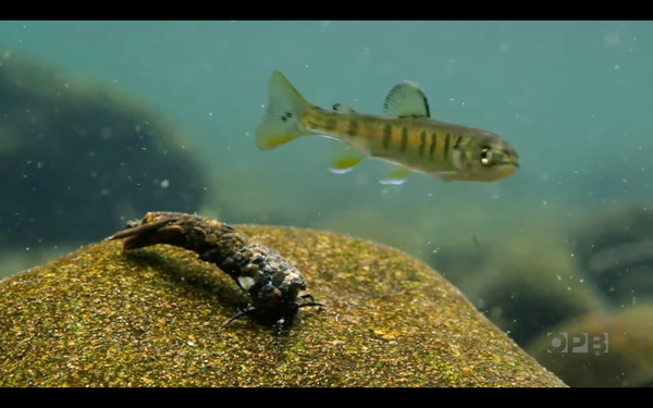A caddis pupa with a stone case crawls on a rock while a salmon smolt looks on. OPB watermark is visible in the lower right