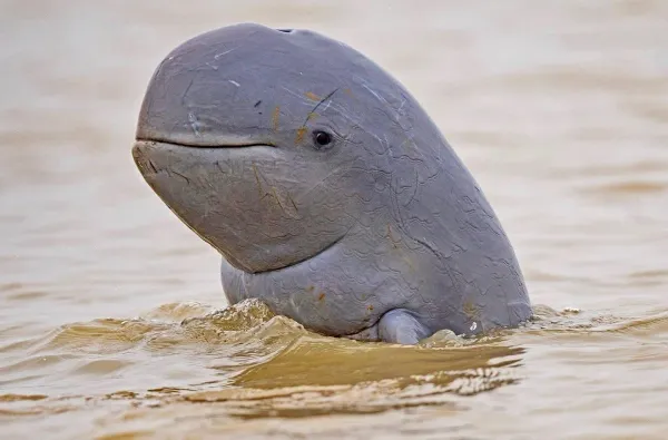 A round-headed dolphin pokes its weathered head above muddy water.