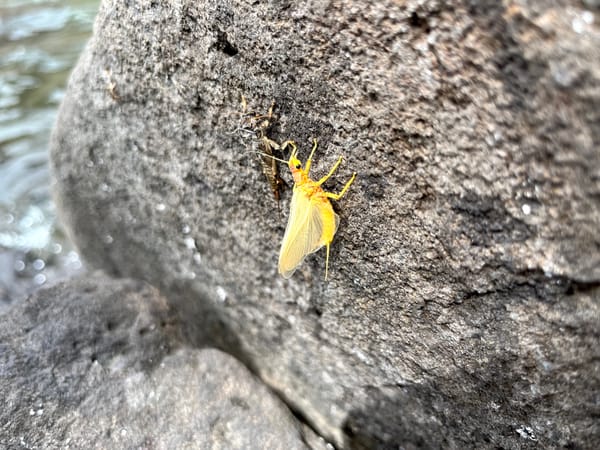 Nirvana on the Deschutes: The salmonfly hatch with no hookups