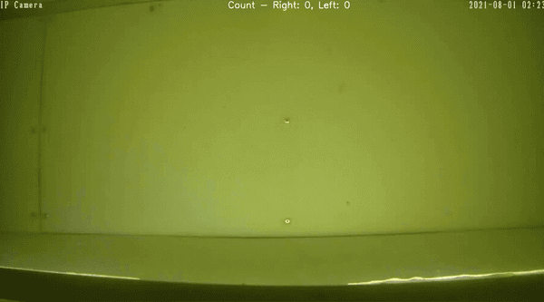A salmon swims into a viewing tank and is tracked by a faint white computer-generated line and surrounded by a bounding box with its ID, species name, and confidence score percentage