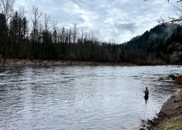 A man in an orange hat swings flies in a Pacific Northwest river