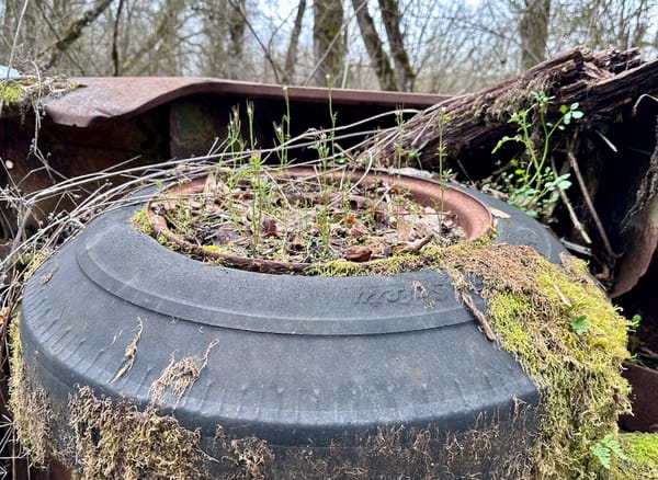 9:49 AMA moss-covered old tire lying flat outdoors, its interior filled with soil and sprouting weeds, with a rusted abandoned vehicle and bare trees visible in the background.