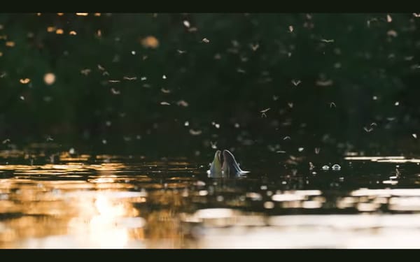Film still of a a brown trout nosing up above the surface of a river in golden light to take an emerging Brown Drake mayflay, amidst a hatch of thousands of insects