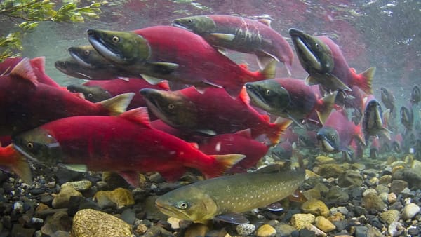 Underwater shot of a spawning sockeye salmon school over gravel in Bristol Bay, Alaska, with a spotted char in the foreground.