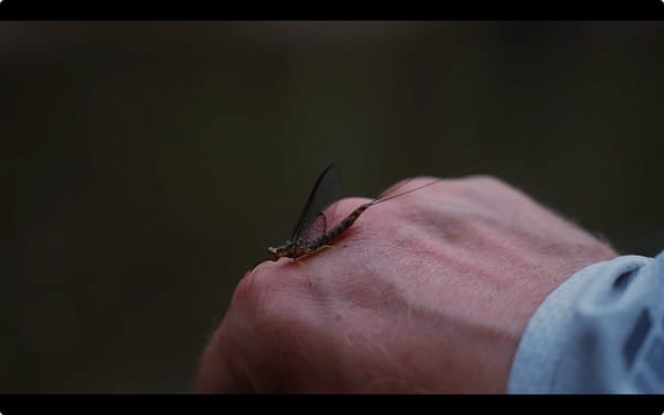 Close-up of a large mayfly with long tails perched on the back of a hand, dark blurred background.